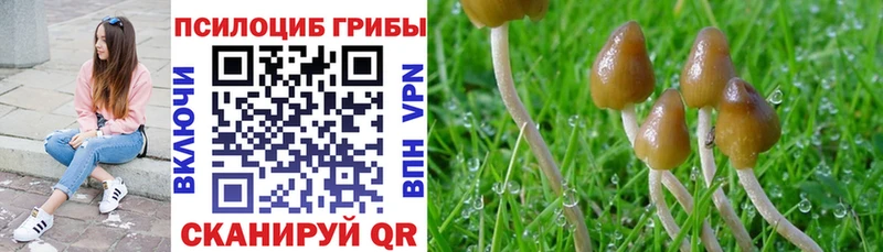 Купить где  Новомичуринск  Псилоцибиновые грибы Psilocybe 